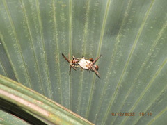 Mischocyttarus mexicanus