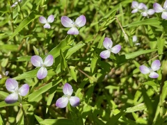 Murdannia keisak