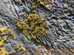 Polycauliona verruculifera