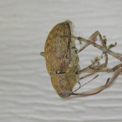 Pantomorus cervinus