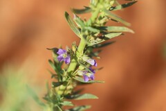 Stemodia florulenta