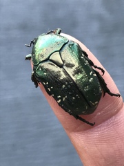 Protaetia orientalis
