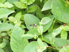 Ocyptamus antiphates