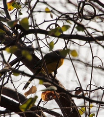 Telophorus sulfureopectus