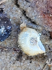 Planorbella trivolvis