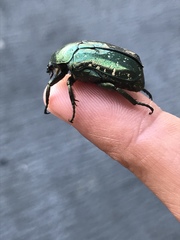 Protaetia orientalis