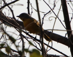 Telophorus sulfureopectus