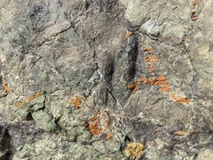 Polycauliona inconspecta