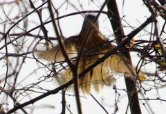 Telophorus sulfureopectus