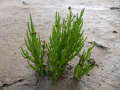 Salicornia