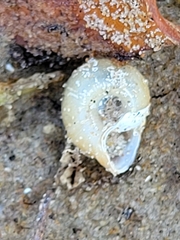 Planorbella trivolvis