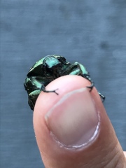 Protaetia orientalis