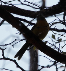 Telophorus sulfureopectus