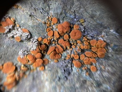 Polycauliona inconspecta