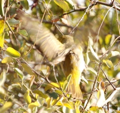 Ploceus