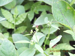 Ocyptamus antiphates