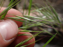 Bromus vulgaris