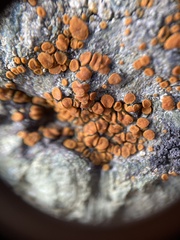 Polycauliona inconspecta