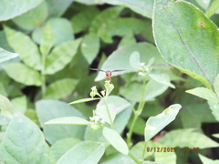 Ocyptamus antiphates