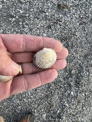 Dallocardia muricata