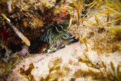 Isanemonia australis