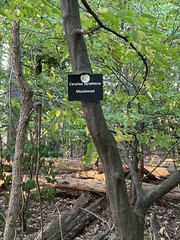 Carpinus caroliniana caroliniana