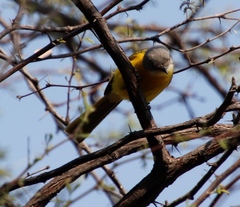 Telophorus sulfureopectus similis