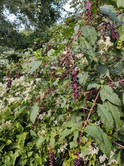Phytolacca americana
