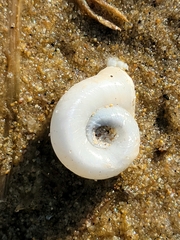 Planorbella campanulata