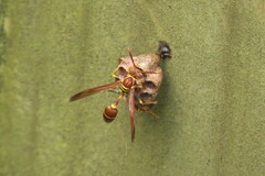 Mischocyttarus mexicanus