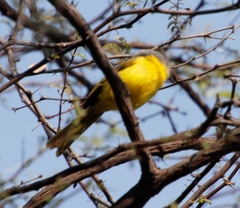 Telophorus sulfureopectus similis