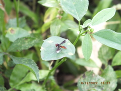 Ocyptamus antiphates