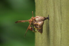 Mischocyttarus mexicanus