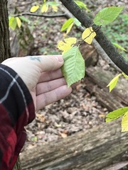 Carpinus caroliniana caroliniana