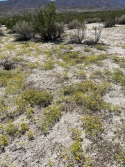 Pectis papposa papposa