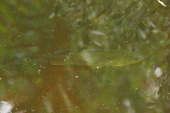 Micropterus floridanus