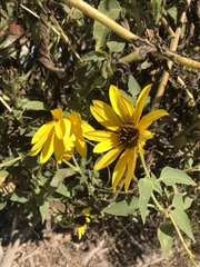 Helianthus californicus