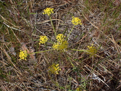 Lomatium