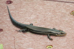 Plestiodon