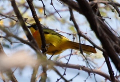 Telophorus sulfureopectus