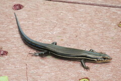 Plestiodon