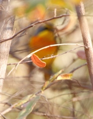 Telophorus sulfureopectus