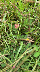 Indigofera spicata