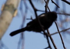 Melaniparus niger xanthostomus