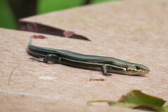 Plestiodon