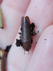 Paraulacizes irrorata
