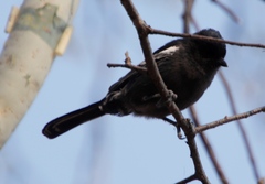 Melaniparus niger xanthostomus