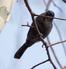 Melaniparus niger xanthostomus