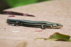 Plestiodon