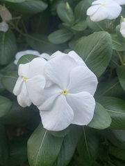 Catharanthus
